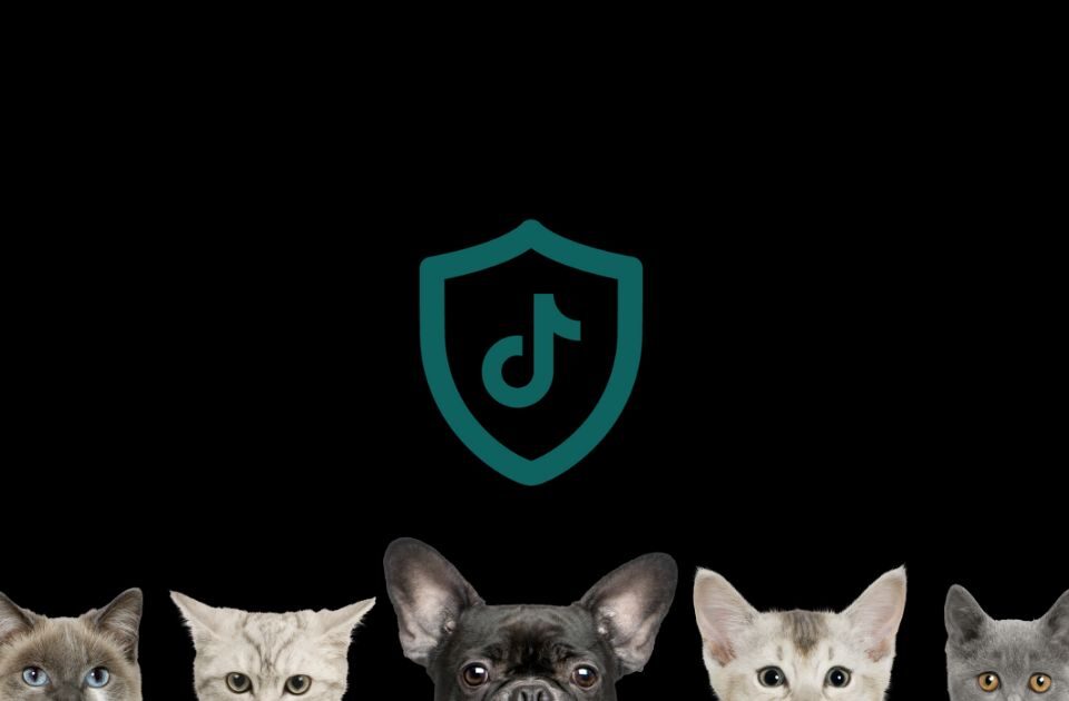 просування бізнесу в TikTok