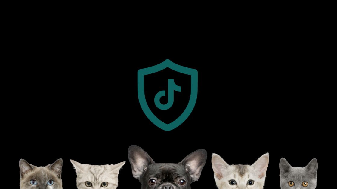 просування бізнесу в TikTok