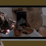 фейкові акаунти TikTok