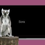 Sora