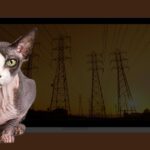 ChatGPT використовує